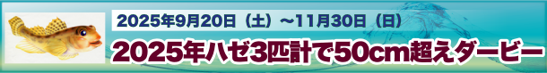 2025年ハゼ３匹計で５０ｃｍ超えダービー