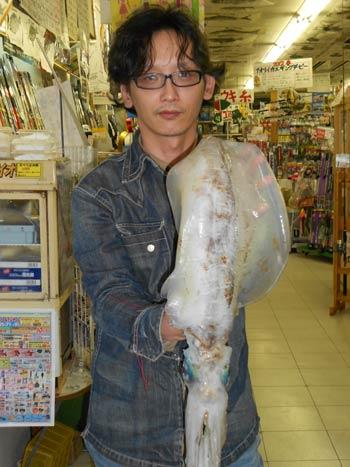 アオリイカ