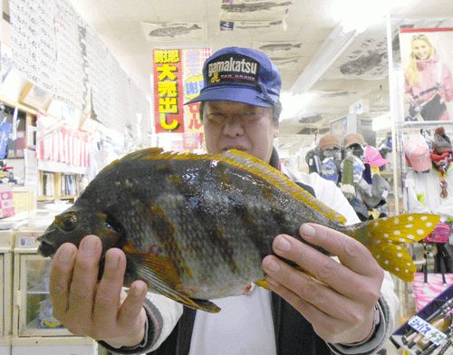 タカノハ