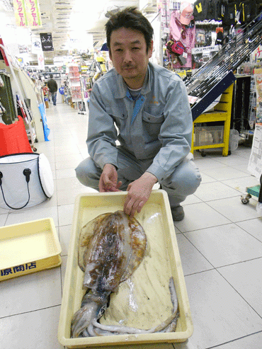 アオリイカ