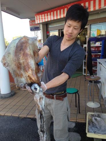 アオリイカ