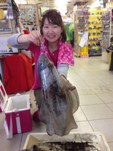 アオリイカ
