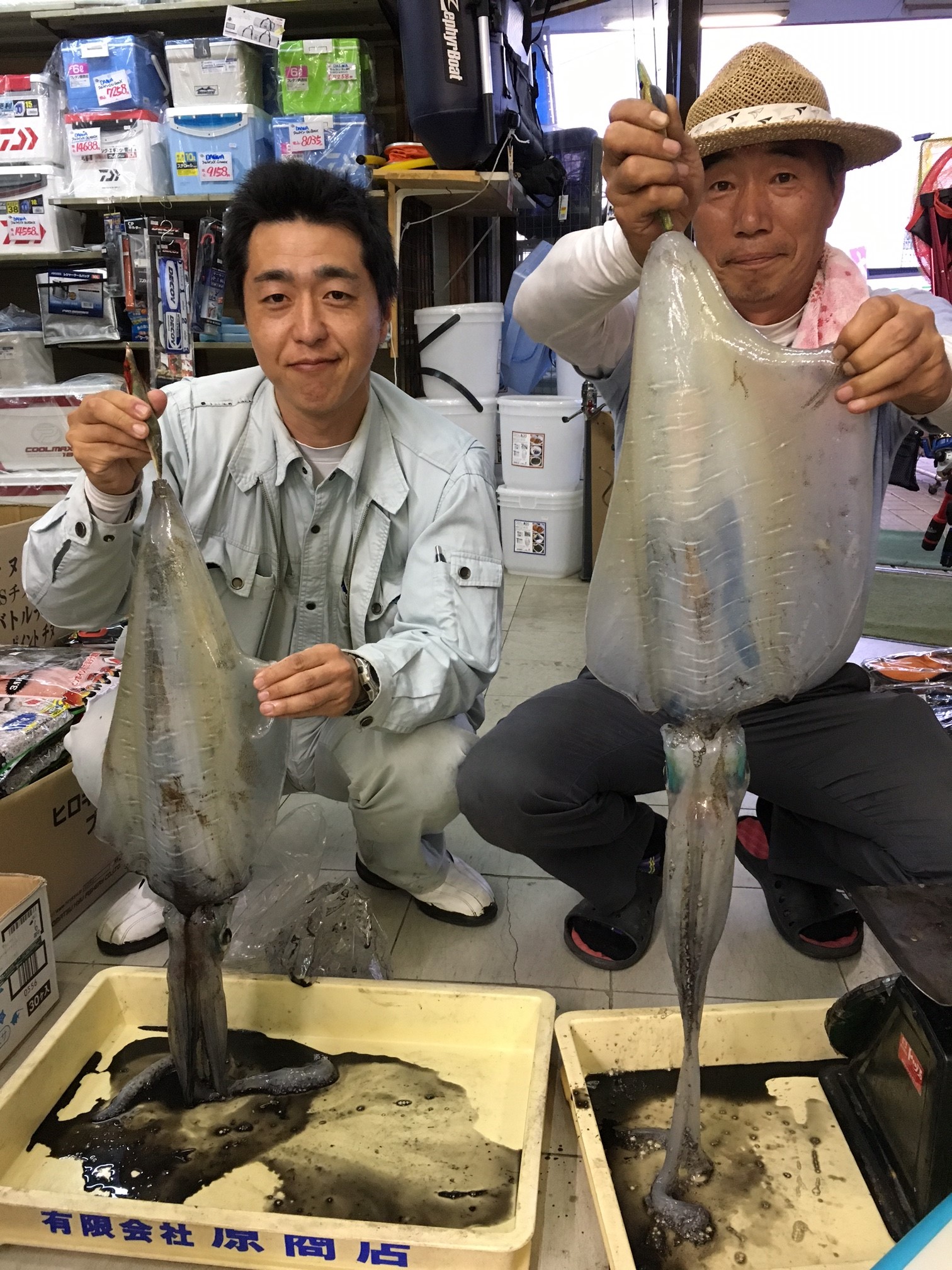アオリイカ