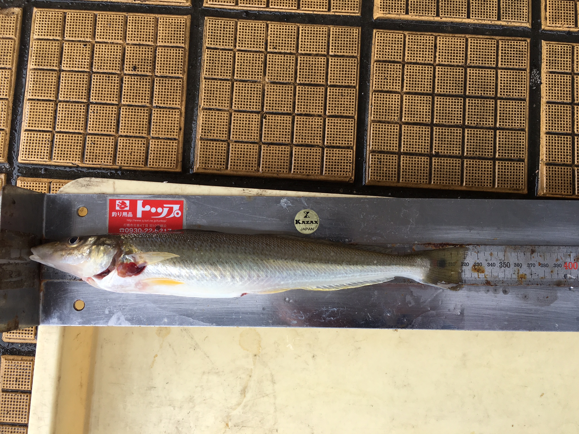 アオギス