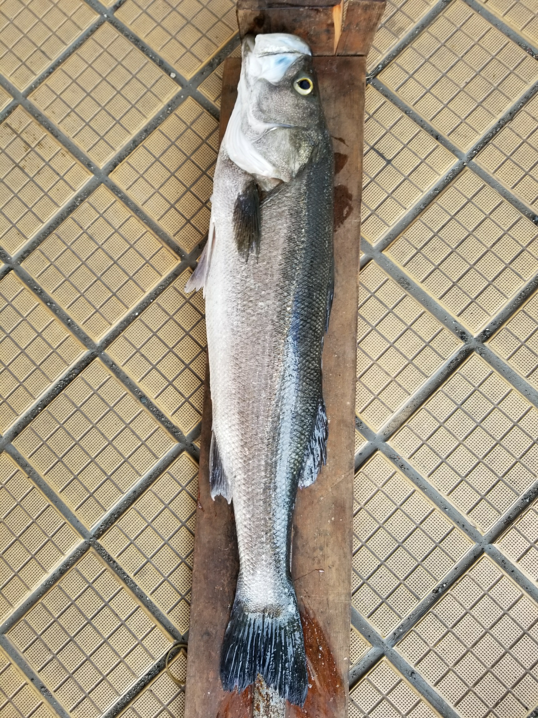 シーバス