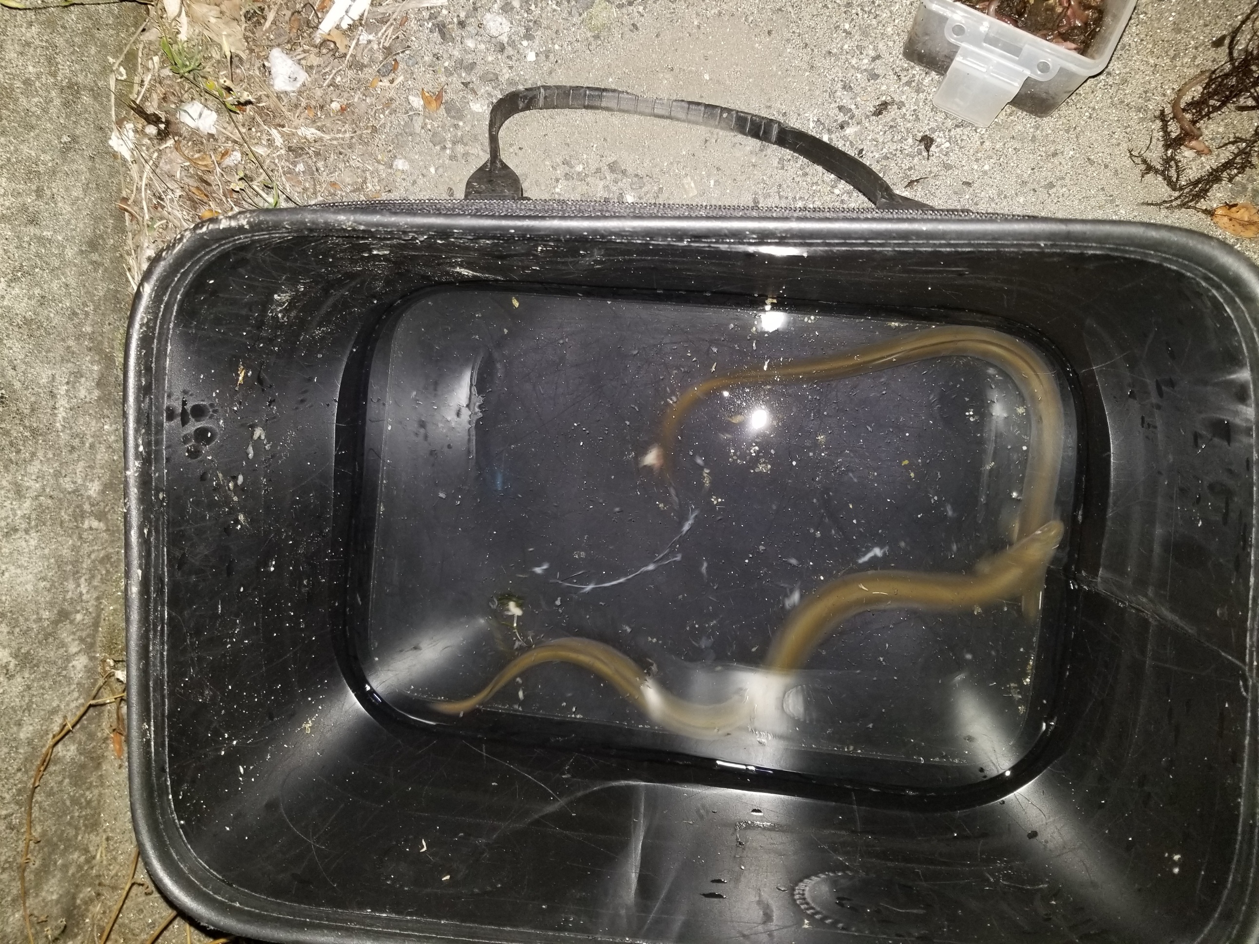 ウナギ