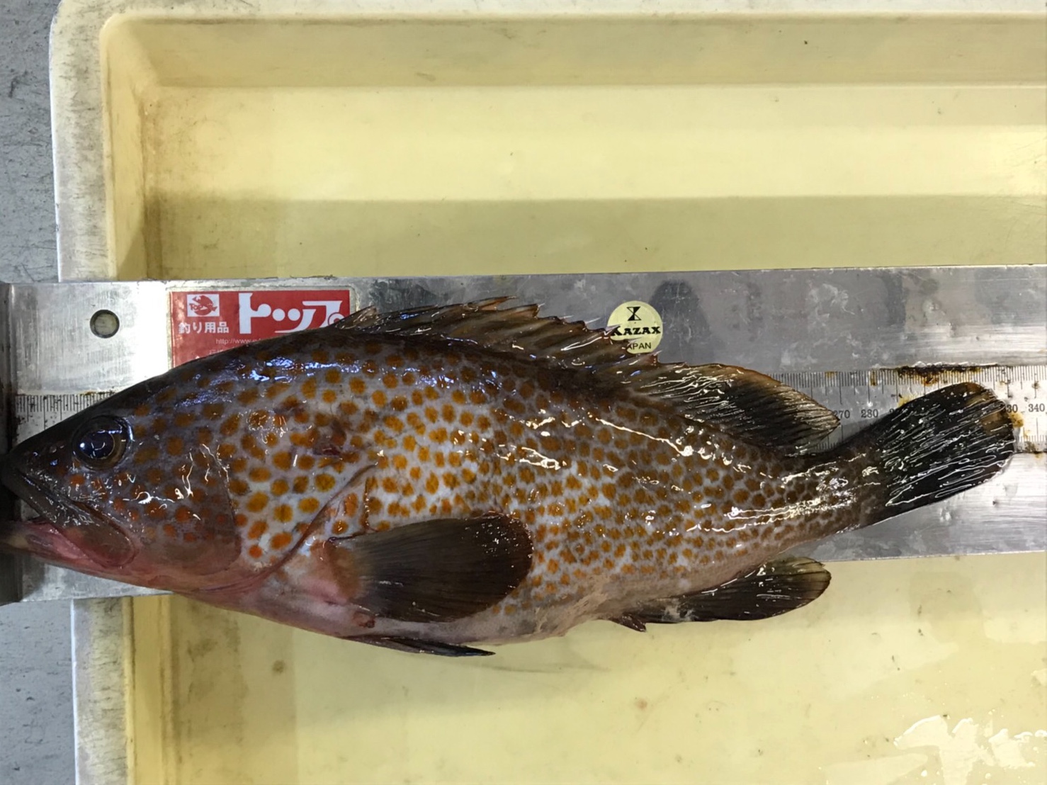 アコウ