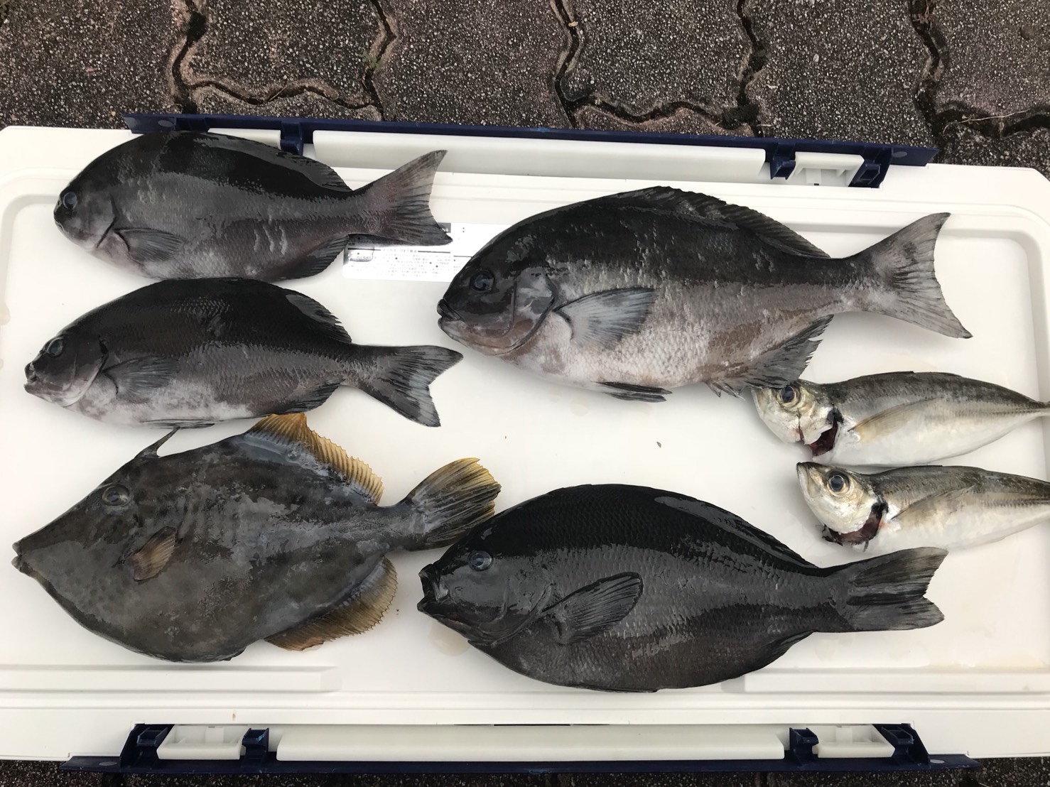 クロ、カワハギ、アジ