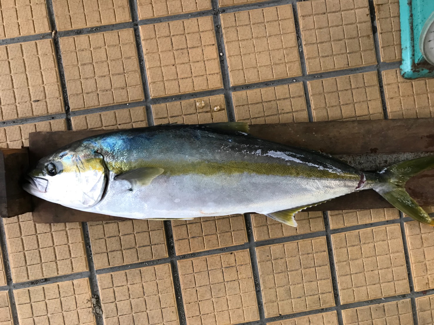 ヒラマサ、ヒラメ、根魚