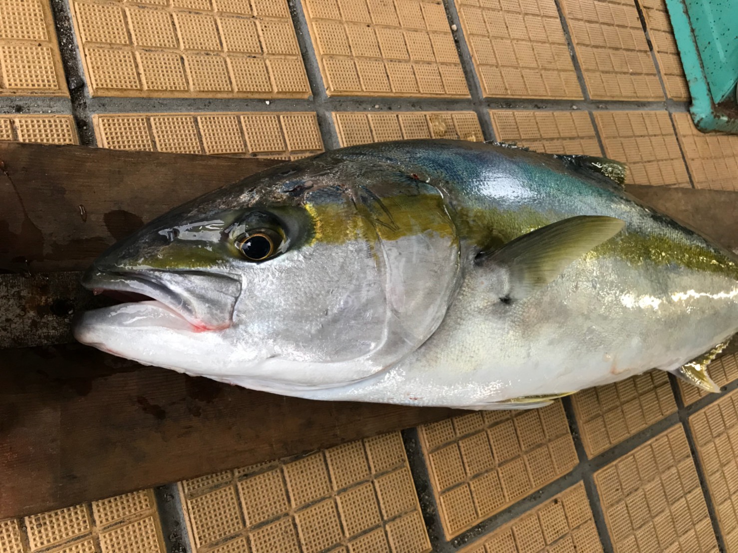 ヒラマサ、ヒラメ、根魚