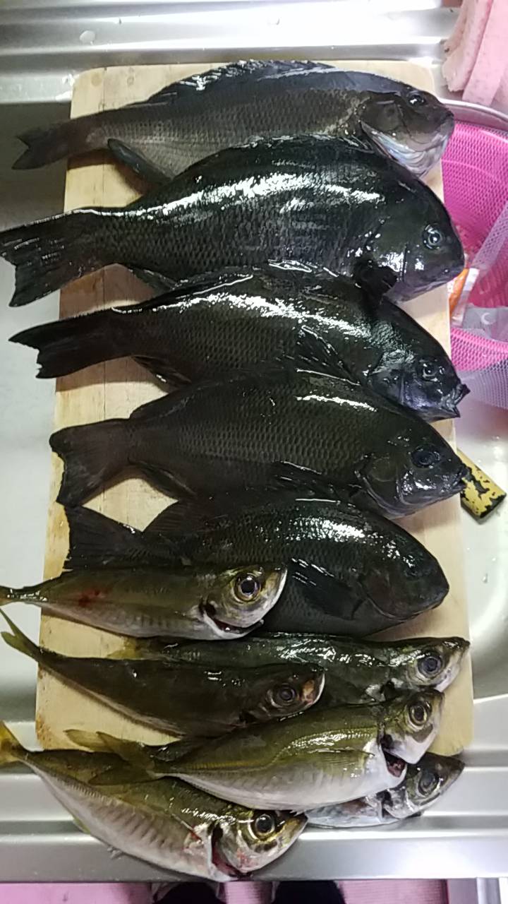 クロ、アジ