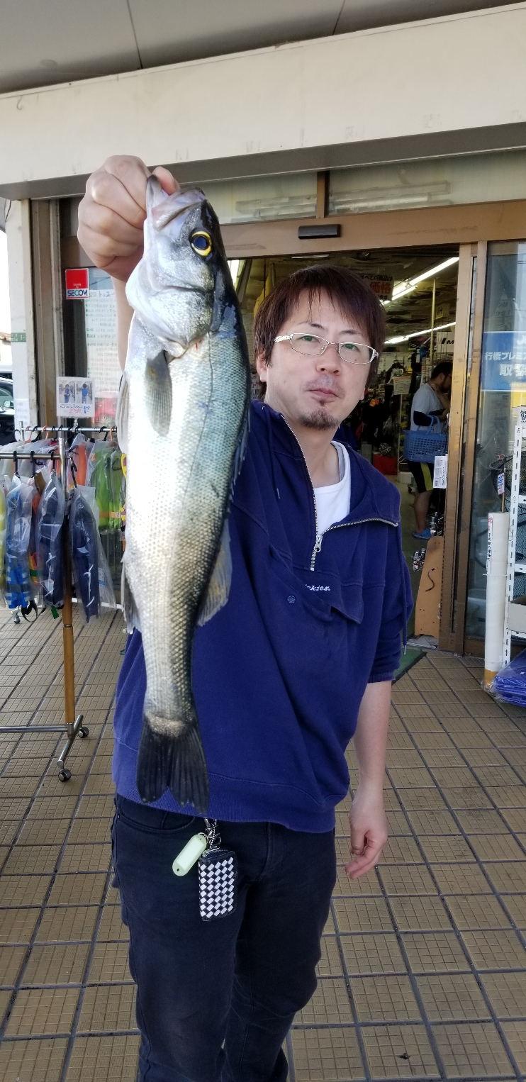 シーバス