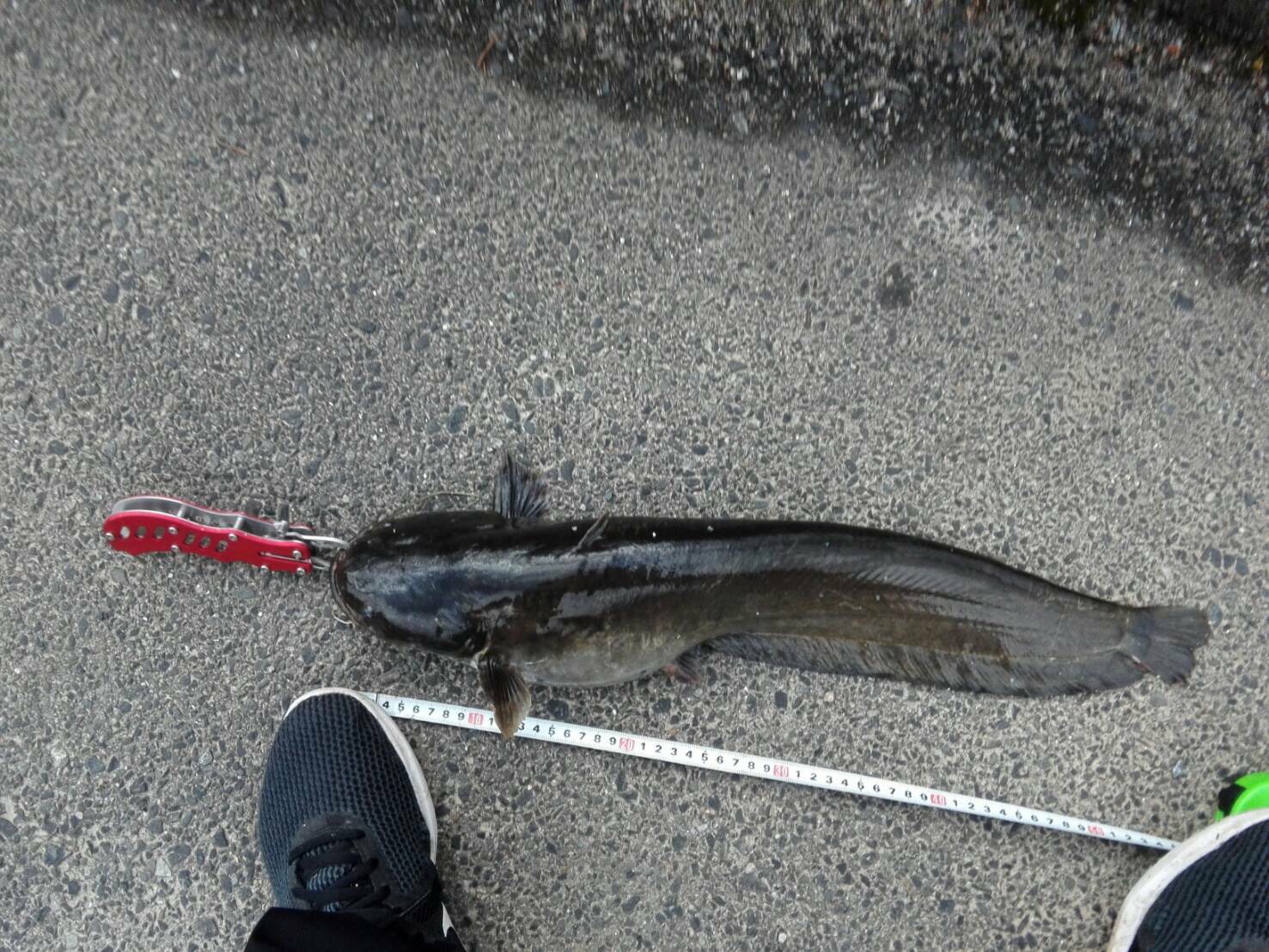 ブラックバス、なまず