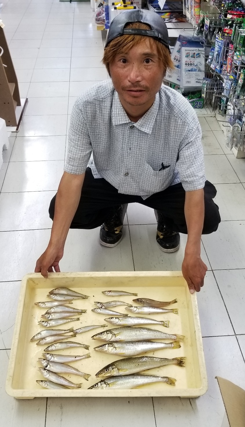 アオギス・シロギス