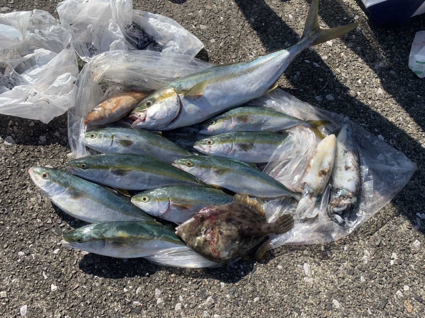 青物、アオリイカ