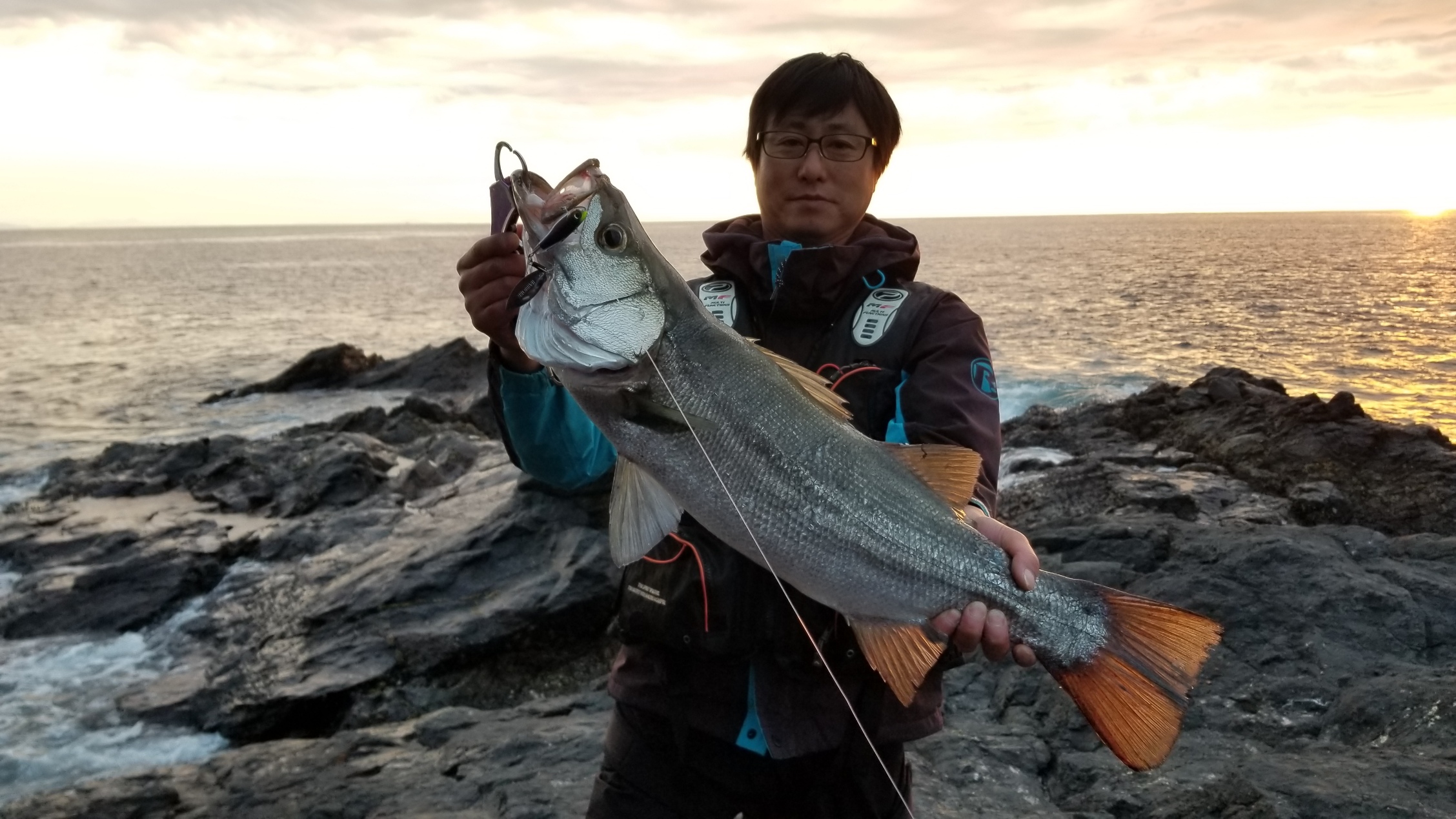 ヤズ、ヒラスズキ、クロ
