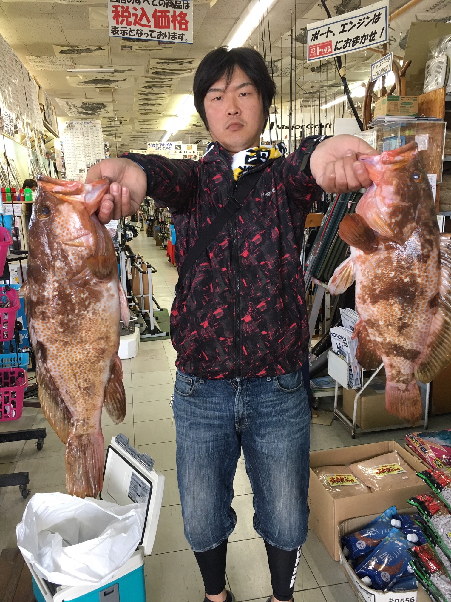 アコウ、根魚