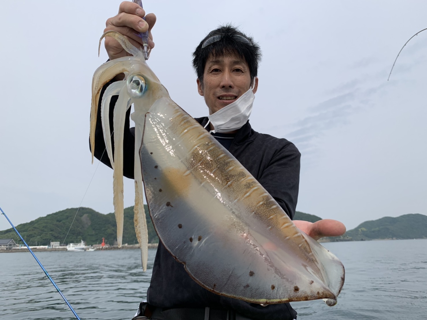 アオリイカ