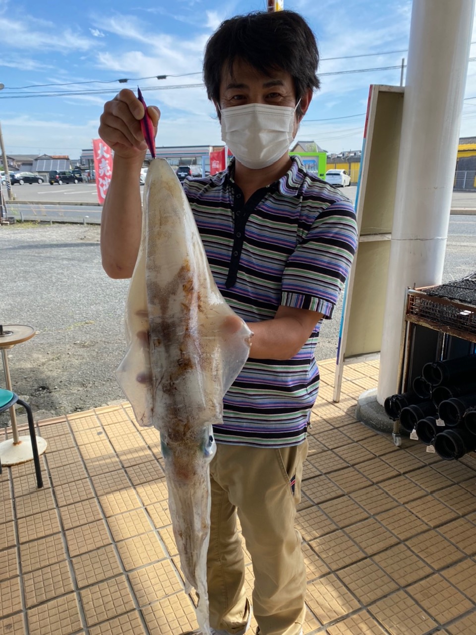 アオリイカ