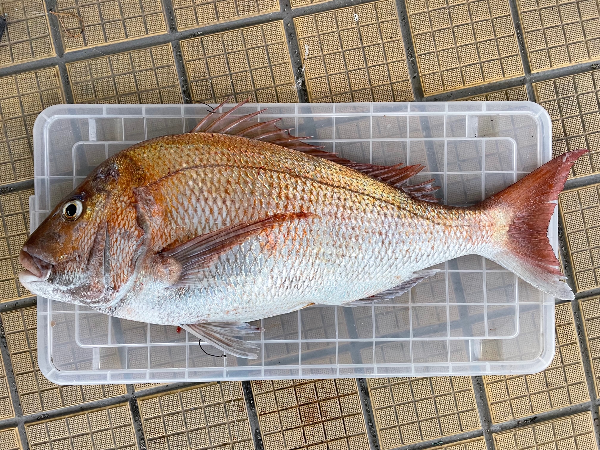 真鯛